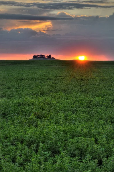 Campo verde de alfafa crescendo para o horizonte do pôr do sol — Fotografia de Stock