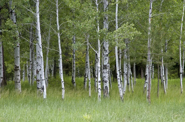 White barked quaking aspen trees growing in a group — Stock Photo, Image