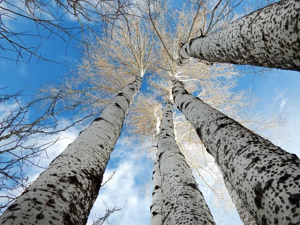 Tall white barked leafless quaking aspen trees towing toward the — Stock Photo, Image