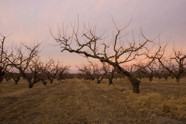 Orchard of leafless pruned apple trees growing in a dry brown fi — 스톡 사진