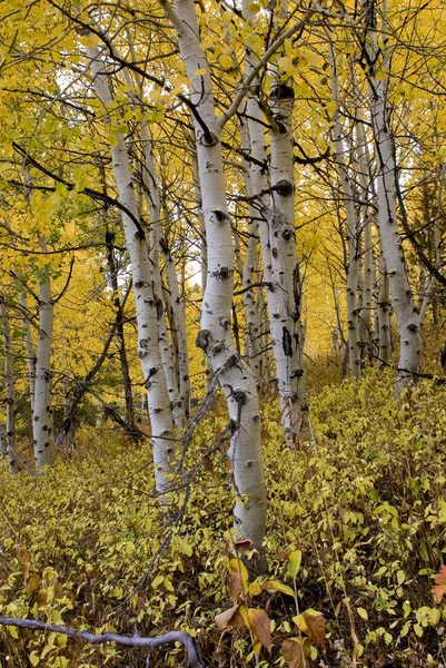 White barked quaking aspen trees under autumn golden leaves — Stock Photo, Image