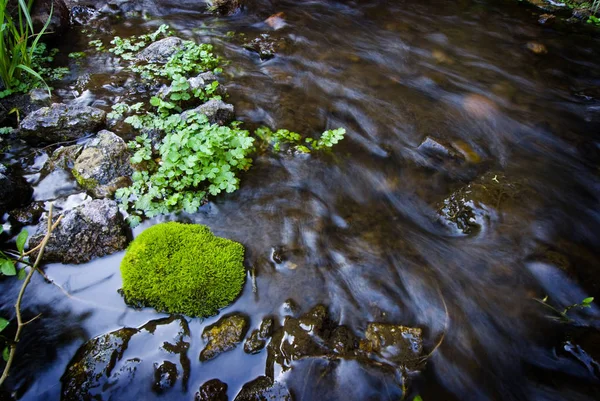 Kleine bemooste Algen, die aus dem sehr flachen Bach wachsen — Stockfoto