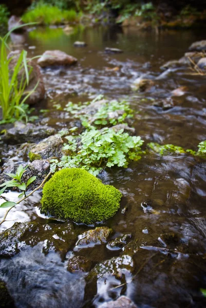 Piccolo po 'di alghe muschiose che crescono dal ruscello molto poco profondo b — Foto Stock