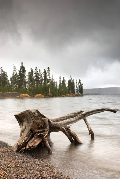 Un vecchio ceppo di albero intemperie lavarsi come il legno alla deriva — Foto Stock