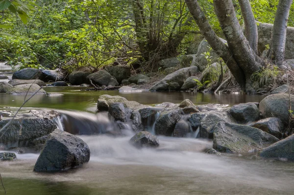 Dolce ruscello che scorre attraverso una foresta ricca di fogliame verde — Foto Stock