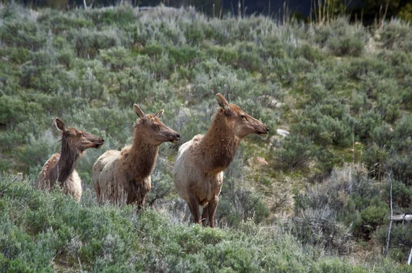 Tres alces sucesivos de alce de vaca todos mirando en la misma calamidad — Foto de Stock