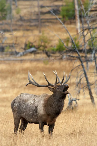 Large Bull Elk Bugling with an open mouth — Stock Photo, Image