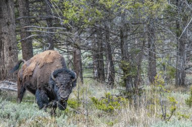 Büyük bir bizon için çok korkutucu bir sahne. 