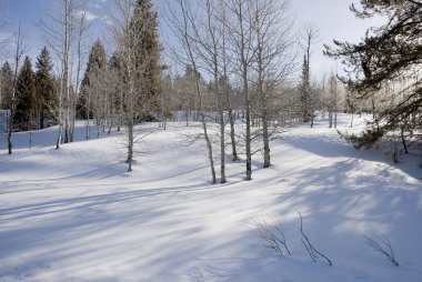 Yapraksız beyaz ağaç kabuğu karda kavak ağacı gibi titriyor.