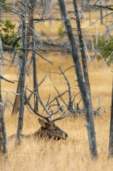 Grote Bull Elk liggend en geïsoleerd in een veld — Stockfoto