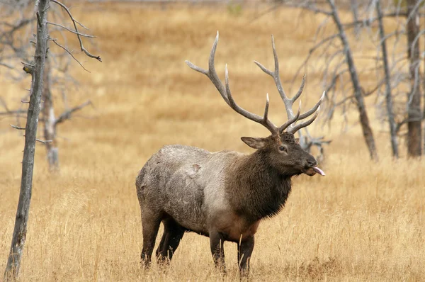Big Bull Elk με τη γλώσσα του να προεξέχει, ενώ στέκεται σε ένα — Φωτογραφία Αρχείου