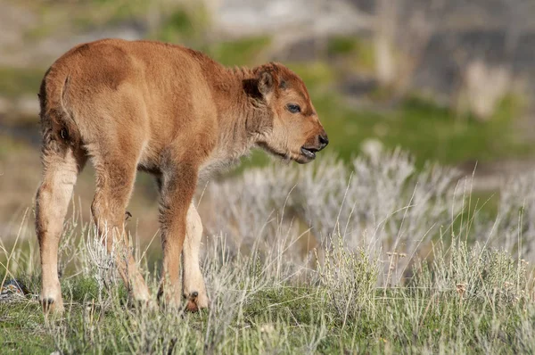 Einzelnes junges Bisonbüffelkalb beim Gassigehen — Stockfoto