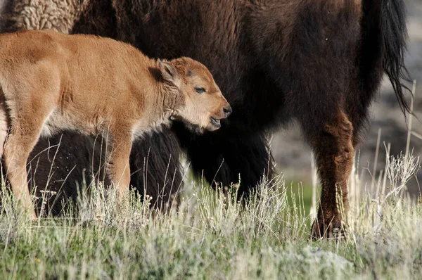 Einzelnes junges Bisonbüffelkalb, das in der Nähe seines großen braunen — Stockfoto
