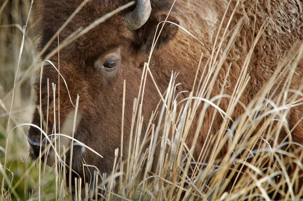 Close-up van een grote bizon in het zeer hoge gras met zijn linker e — Stockfoto