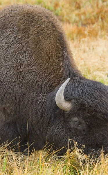Großaufnahme eines großen Bisons, der auf den neuen Frühlingsgräsern weidet — Stockfoto
