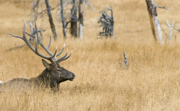 Grote Bull Elk ligt in en geïsoleerd in een veld van laat goud — Stockfoto