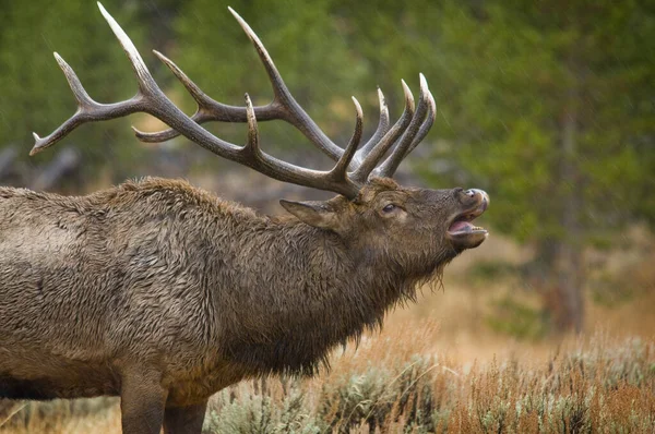 Grote Bull Elk Bugling met een open mond en blootgestelde tanden alle — Stockfoto
