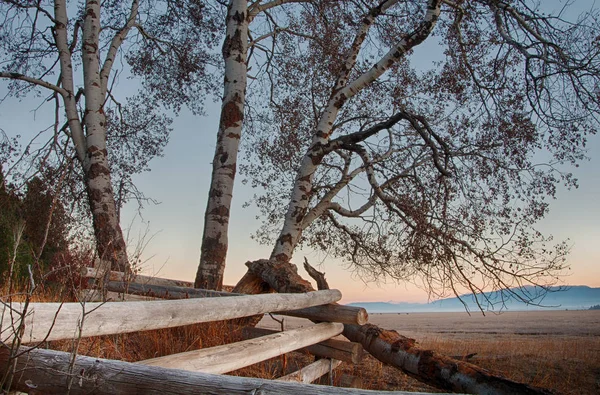 Closer View of Poplar Trees Growing in Fence Line — Stock Photo, Image