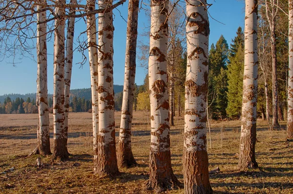 Side lit White Bark Tree Trunks — Stock Photo, Image