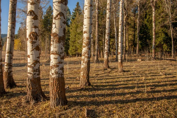 Side lit White Bark Tree Trunks — Stock Photo, Image