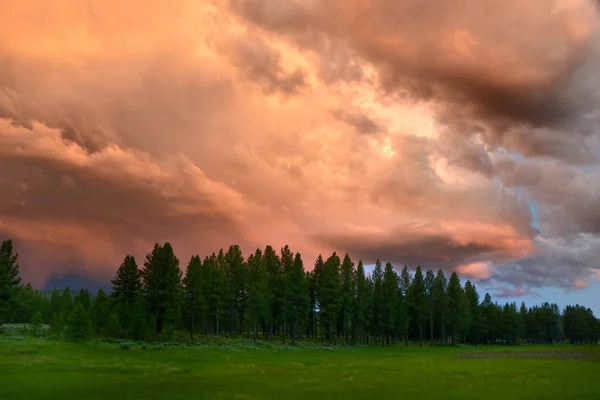 Orange Storm Clouds Over the Pine Forest — 스톡 사진