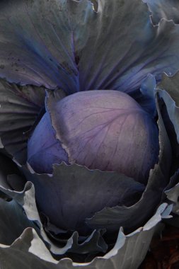 Ripe Purple Cabbage
