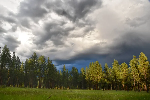 Green Pine Forest Under the Stormy Sky — Stock fotografie
