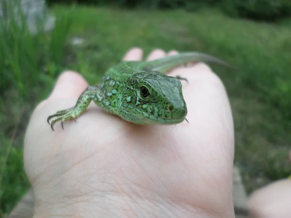 Green Lizard Sits Palm Your Hand — Stock Photo, Image