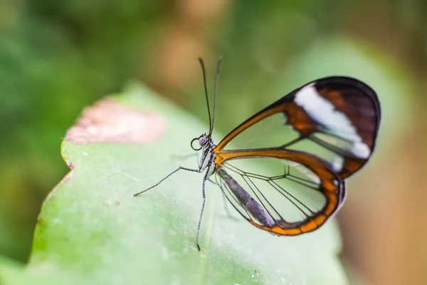 Грета oto метелик — стокове фото