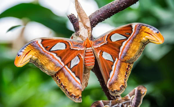 attacus atlas kelebek