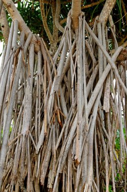 Closeup prop ankraj screwpine yere Ağaç kökleri