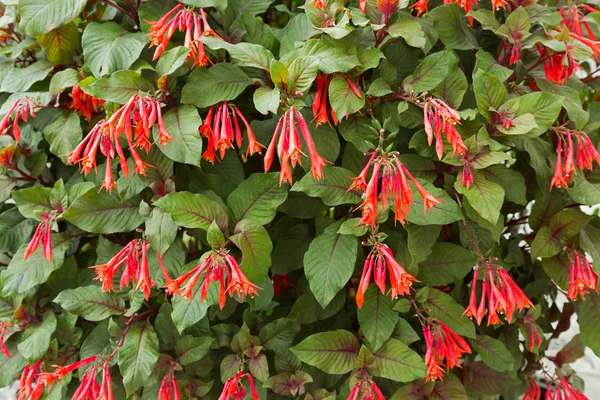 Kaprifol Fuchsia, även kallad smällare Fuchsia, Fuchsia Thalia — Stockfoto