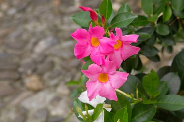 Mandevilla, Rocktrumpet çiçekleri pembe yaprakları ve sarı merkezi ile