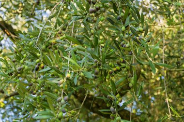 Sonbahar sırasında ağaç dalları İtalya Avrupa yeşil zeytin meyve