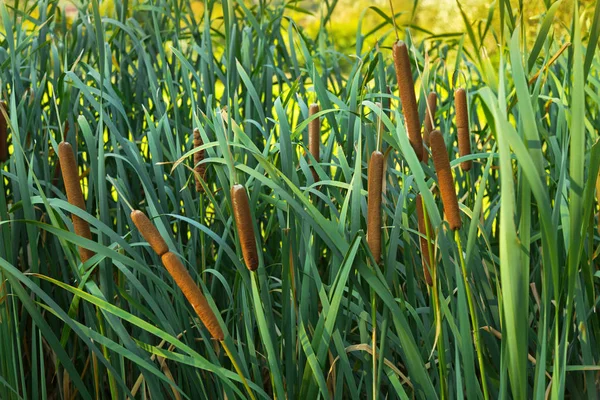 Typha plantas con flores, también llamado junco, junco, rabo, hierba de perro de maíz — Foto de Stock