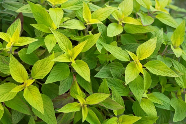 Foglie verdi di salvia di ananas, chiamata anche salvia mandarina — Foto Stock