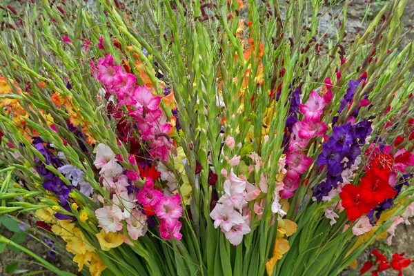 Färgglada Gladiola blommor i rosa lila gul röd vit — Stockfoto