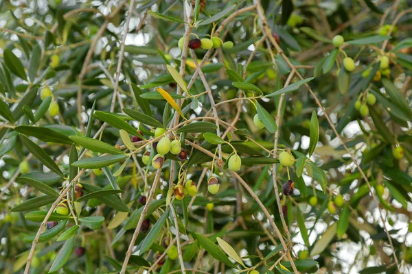 Ev yetişkin yeşil Avrupa zeytin meyve ağacı dalları, sonbahar İtalya — Stok fotoğraf