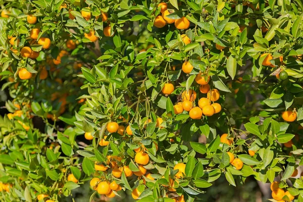 Tangerine Boom en oranje gekleurde citrus fruit in de tuin — Stockfoto