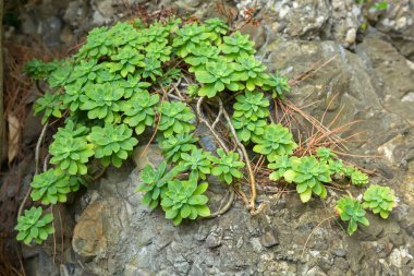 Echeveria bitki, Crassulaceae, Kuru kayalık alanda büyüyen uzun saplı