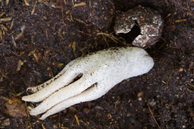 Ahtapot Stinkhorn, garip süngerimsi mantar şeklini insan eli ile