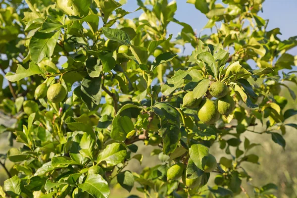 Persian Lime Tree with its fruit growing in strong sun in Italy — Stock Photo, Image