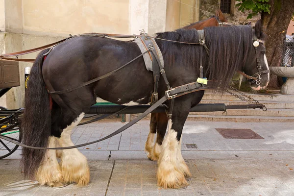 Cavalo cigano com penas brancas meias de peles nas pernas inferiores em pé na Áustria — Fotografia de Stock
