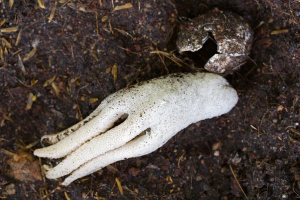 Pulpo Stinkhorn, extraño hongo esponjoso con forma de mano humana — Foto de Stock