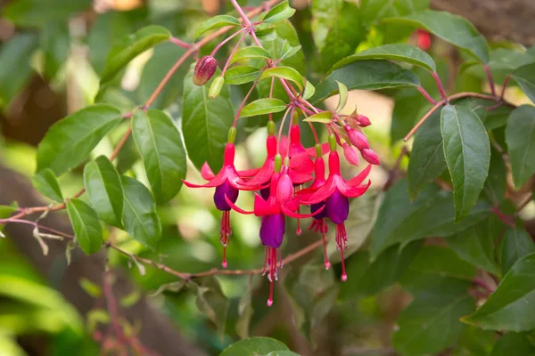 Fuchsia ดอกไม้ในสีชมพูและสีม่วงในสวน — ภาพถ่ายสต็อก