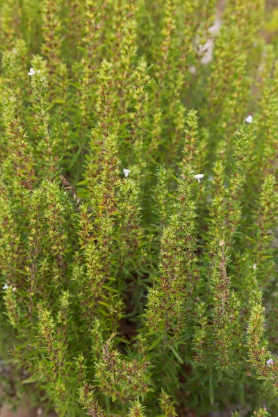 Focus morbido di erba salata invernale coltivata in casa con alcuni fiori bianchi — Foto Stock