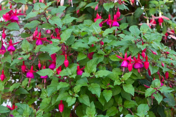 Fuchsia flowers in pink and purple in the garden — Stock Photo, Image