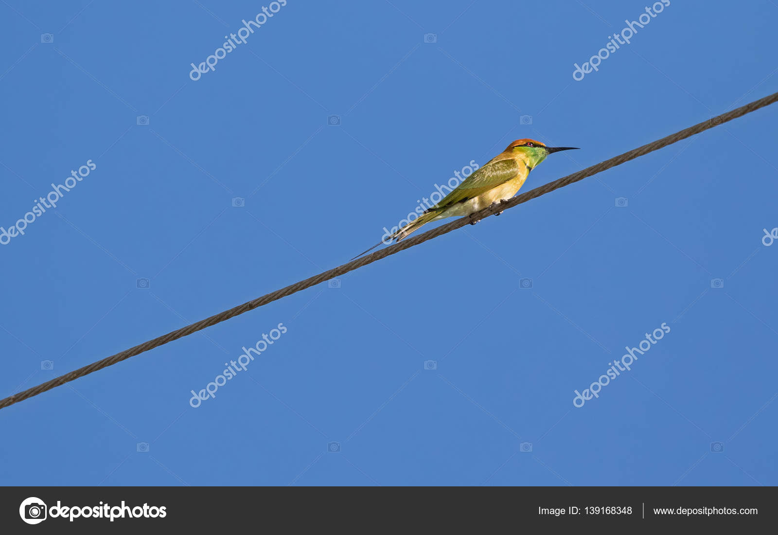 Petit Oiseau Vert Guêpier En Jaune Se Percher Sur Câble D