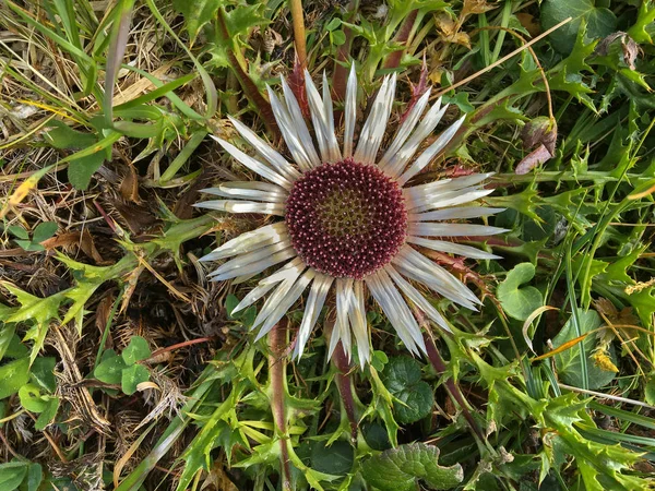 Flor de cardo alpino de plata (Carlina acaulis) creciendo en Alp — Foto de Stock