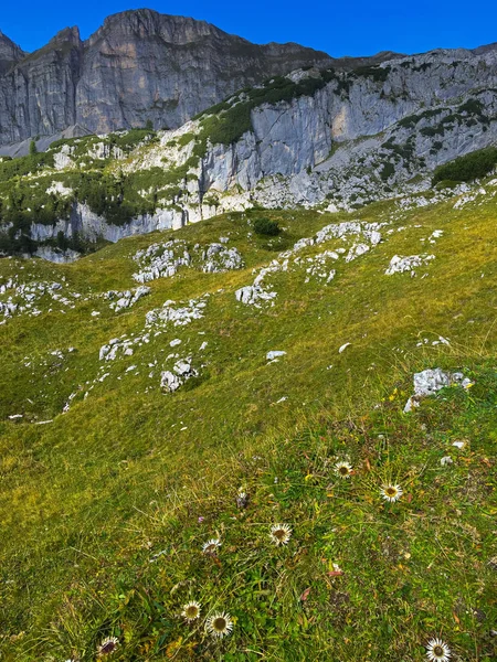 Alp gümüş thistle çiçek Rofan, Brandenberg Alpine mera büyüyen